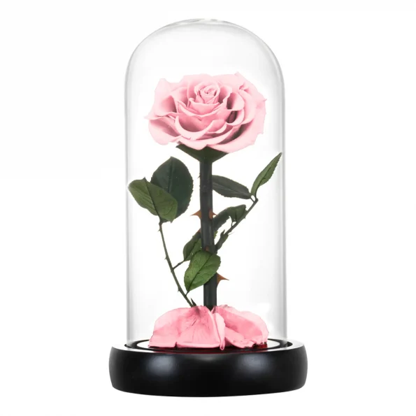 trandafir-etern-roz-deschis-sub-clopotul-1