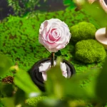 Trandafir-Etern-Roz