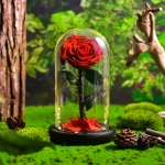 Eternul-trandafir-roșu