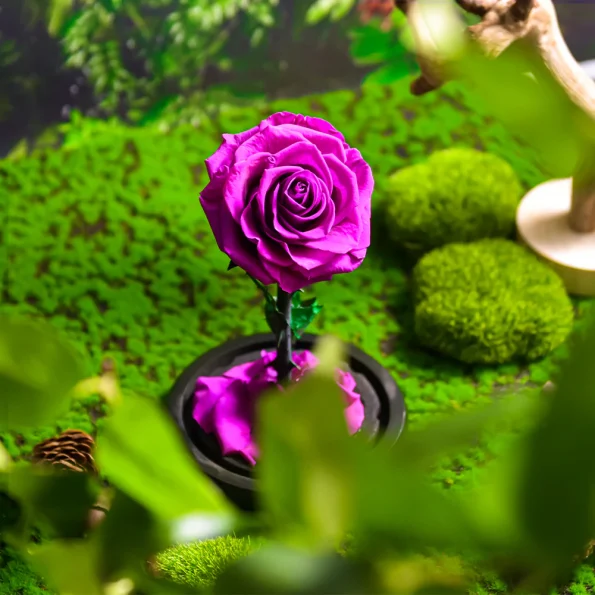 Rose Éternelle-Violette-Sous-Cloche-Lumière-LED-XL-1