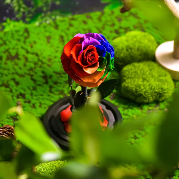 Rose-Éternelle-multicolore-Sous-Cloche-1
