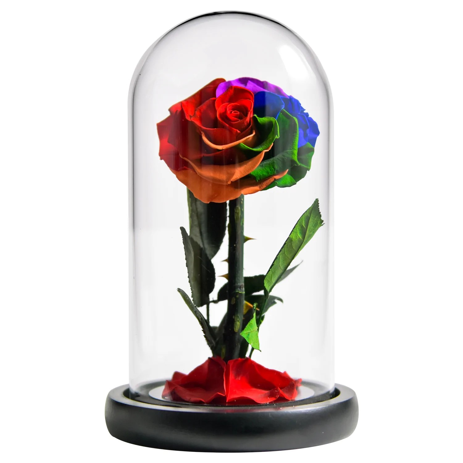 Rosa Eterna Multicolor Sob Sino | Amore Afrodisiaco ®