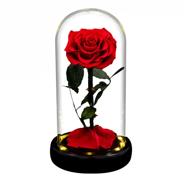 Eternul-trandafir-roșu-1