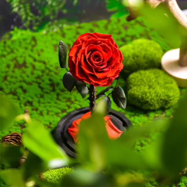 Eternul-trandafir-roșu-2